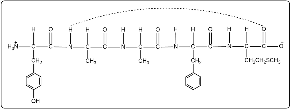 Linear structure of pentapeptide Tyr-Gly-Gly-Phe-Met with hydrogen bonds for α-helix stabilization.