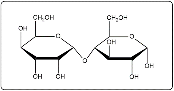 Haworth structure of a hypothetical disaccharide with an α(1→4) glycosidic bond.