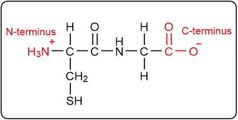 Peptide structure with N-terminus and C-terminus highlighted in red.