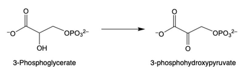 synthetic pathway of serine