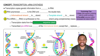 Transcription: mRNA Synthesis Concept 1