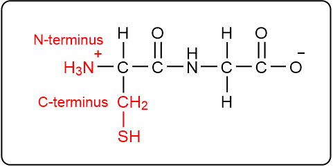 Peptide structure showing N-terminus and C-terminus in red.