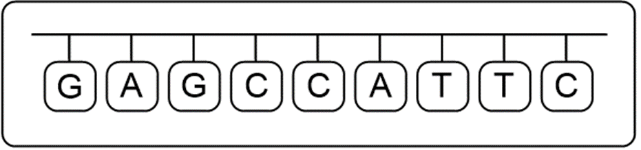 New mRNA sequence showing the result of the mutation in the DNA strand.