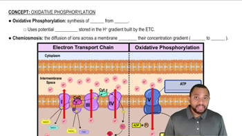 Oxidative Phosphorylation Concept 1