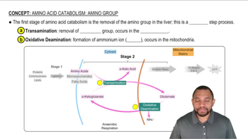 Amino Acid Catabolism: Amino Group Concept 1