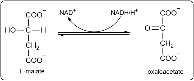 L-malate to oxaloacetate conversion with NAD+ and NADH/H+ using a curved arrow.