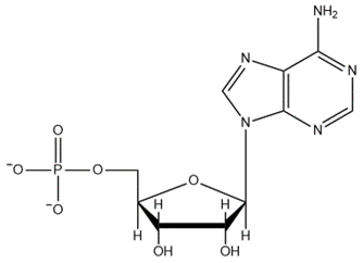 Chemical structure of a nucleic acid showing its three building blocks.