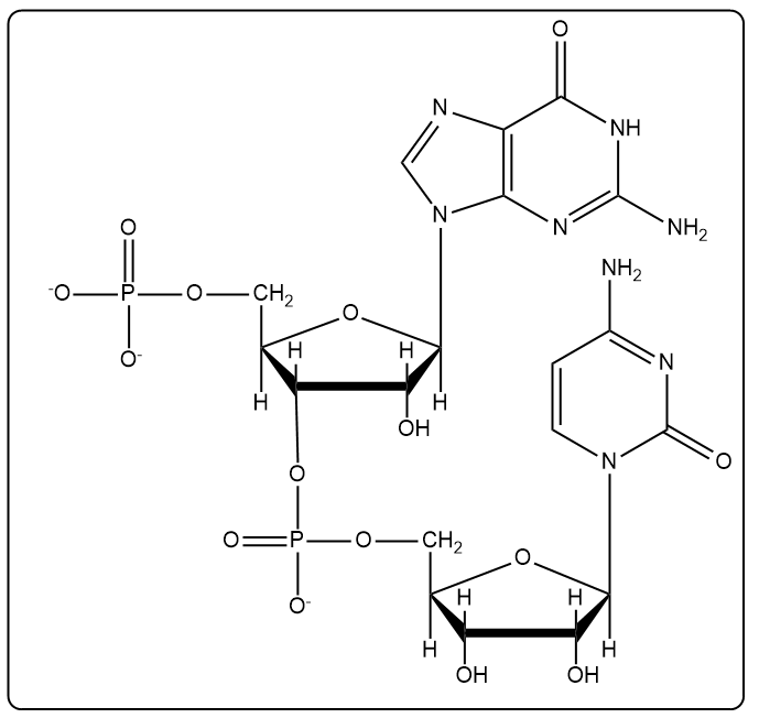 Dinucleotide structure showing adenine and cytosine with labeled 5' and 3' ends.