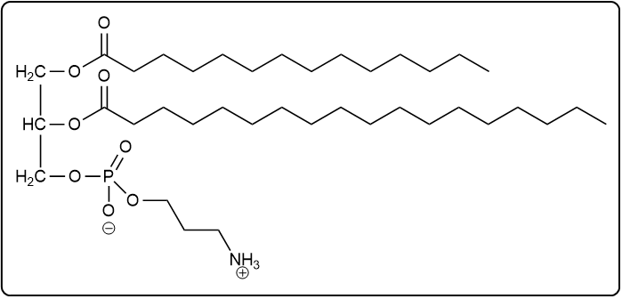 Glycerophospholipid structure with myristic acid, α-linolenic acid, phosphate, and choline.