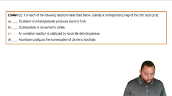 Phase B - Succinyl CoA Formation Example 2