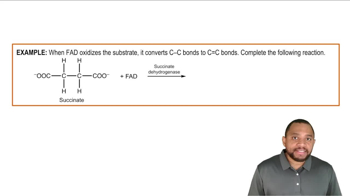 Flavin Adenine Dinucleotide Example 3