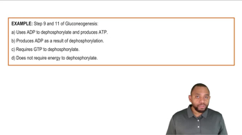 Gluconeogenesis Example 4