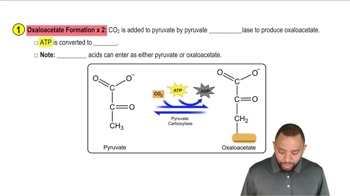 Gluconeogenesis Concept 2