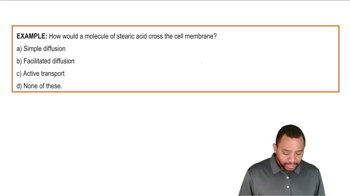 Membrane Transport Example 2