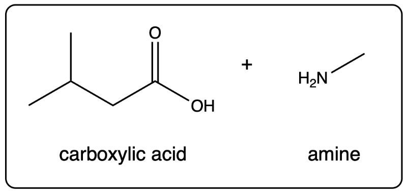 Resulting carboxylic acid and amine structures from amide hydrolysis.