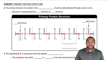 Primary Protein Structure Concept 1