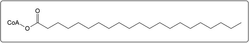 Activated arachidic acid (20:0) structure with an additional oxygen for β-oxidation.