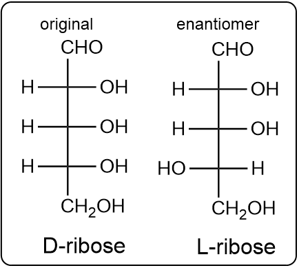 Comparison of D-ribose and its enantiomer L-ribose structures.