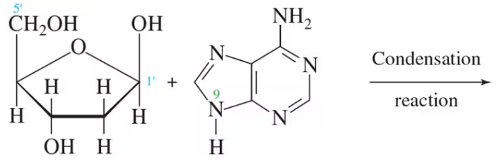 Chemical structures illustrating nucleoside and nucleotide formation with a condensation reaction arrow.