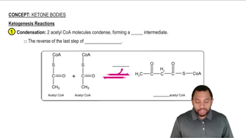 Ketone Bodies Concept 4