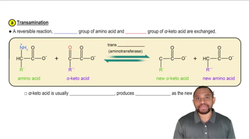 Amino Acid Catabolism: Amino Group Concept 2