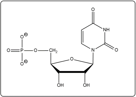 Nucleotide structure with a sugar and phosphate group in a reaction.