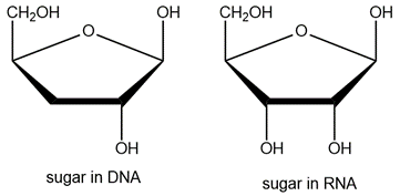 Structural comparison of DNA and RNA sugars, highlighting their oxygen differences.