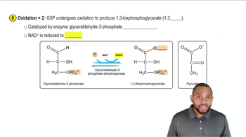 Glycolysis Concept 7