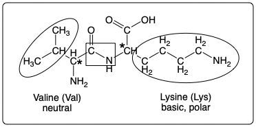 Peptide structure with Valine and Lysine, indicating R groups and bond types.