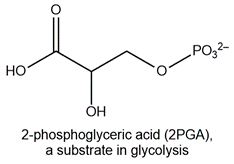 Molecule of 2-phosphoglyceric acid without chiral center, labeled for educational context.