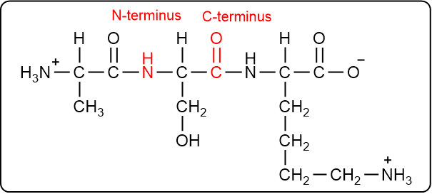 Peptide structure with N-terminus and C-terminus highlighted in red.