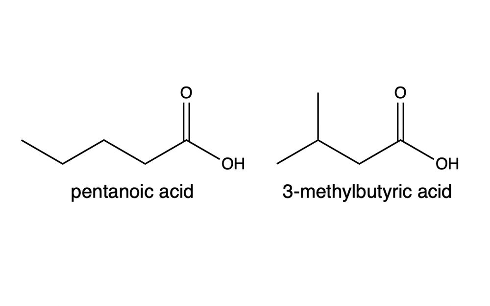 Structures of pentanoic acid and 3-methylbutyric acid with names labeled.