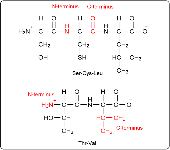 Highlighted N-terminus and C-terminus in peptide structures of Ser-Cys-Leu and Thr-Val.