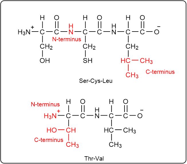 N-terminus and C-terminus labeled in peptide structures of Ser-Cys-Leu and Thr-Val.