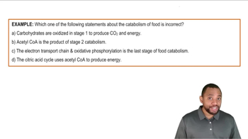 Stages of Catabolism Example 3