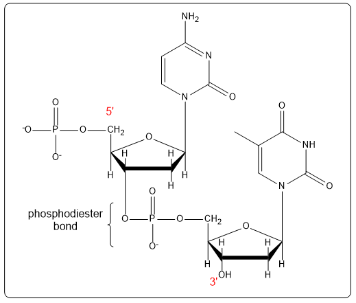 Dinucleotide CT structure with labeled 5' and 3' ends and phosphodiester bond.