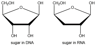 Structural comparison of DNA and RNA sugars, highlighting their oxygen differences.