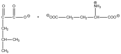 Chemical structures of leucine and alpha-ketoglutarate for amino acid catabolism.