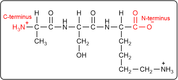 Peptide structure with C-terminus and N-terminus labeled in red.