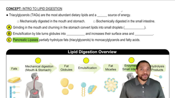 Intro to Lipid Digestion Concept 1