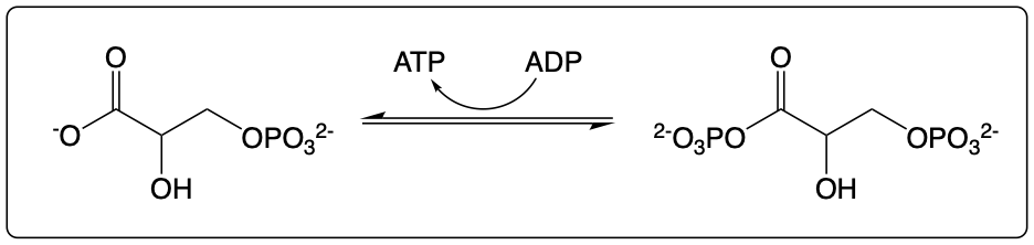 Glycolysis pathway diagram highlighting the entry of 3-phosphoglycerate at step 7.