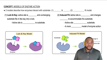 Models of Enzyme Action Concept 1