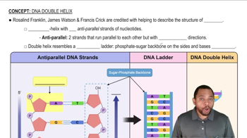 DNA Double Helix Concept 1