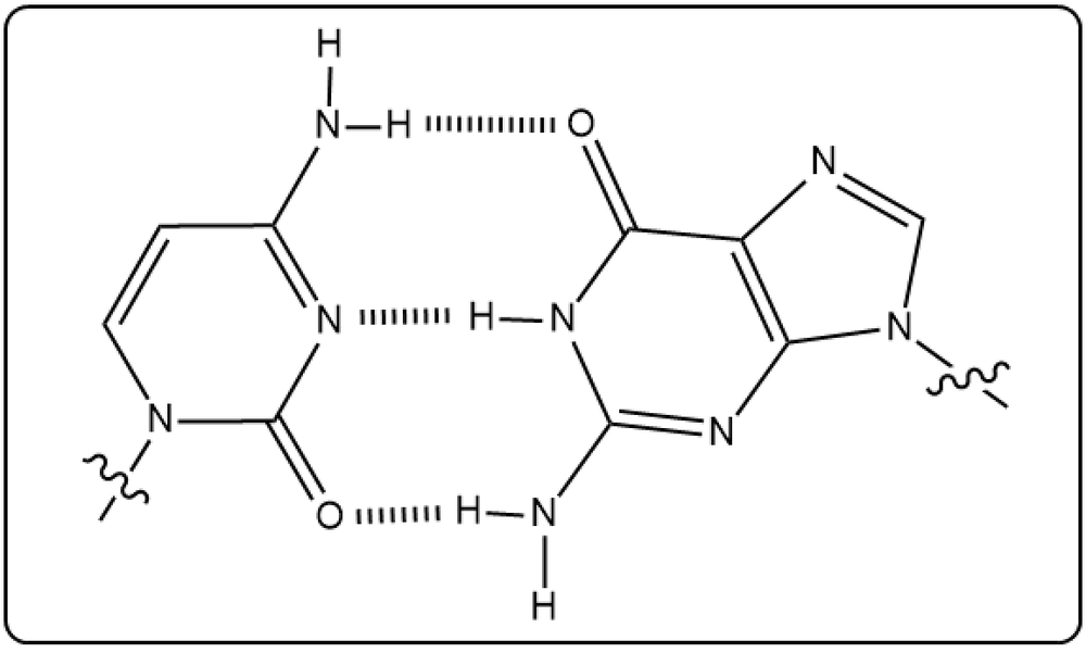 Cytosine and guanine base pair with hydrogen bonds, illustrating their pairing in DNA.