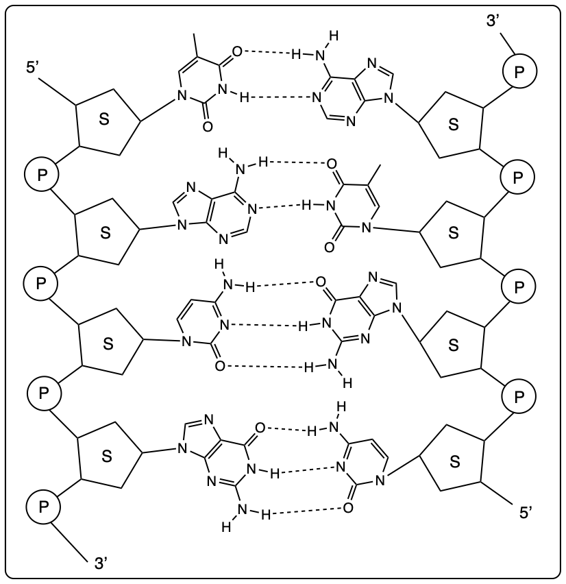 Diagram of DNA double helix showing hydrogen bond locations and nucleotide sequences.