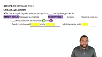 Citric Acid Cycle Summary Concept 12