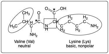 Peptide structure showing Valine and Lysine with annotations for R groups and bond types.