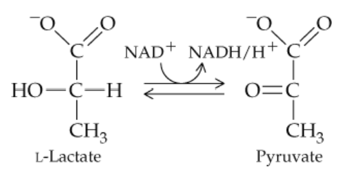 Chemical reaction diagram showing the conversion between L-Lactate and Pyruvate with NAD+ and NADH/H+ involved.