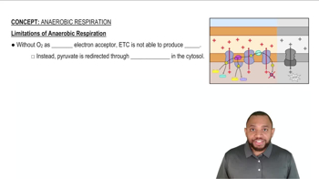 Anaerobic Respiration Concept 1