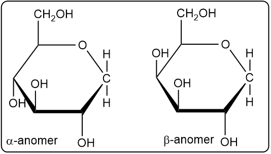 Cyclic hemiacetal forms of D-glucose showing α and β anomers.